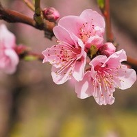 Kirschblüte