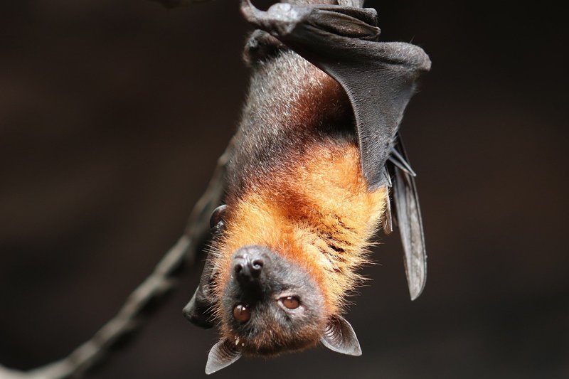 Fledermaus