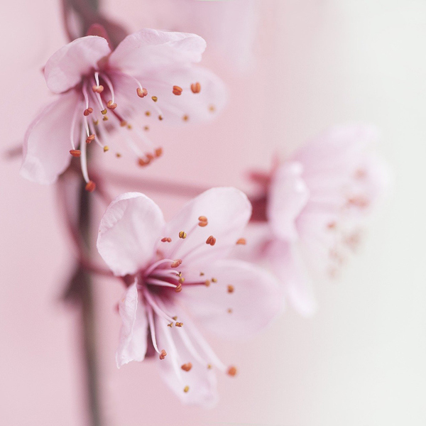 Frühlingsblüte / © Printeboek/pixabay.com/CC0 1.0 Frühlingsblüte
