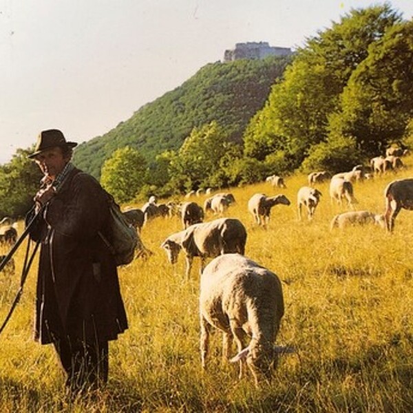 der gute Hirte
