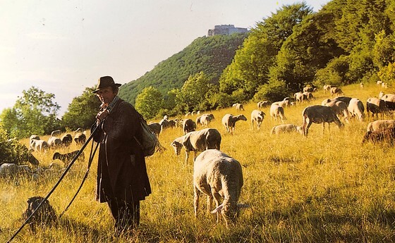 der gute Hirte
