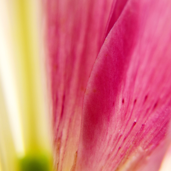 Blüte / © rajraja/pixabay.com/CC0 1.0 Blüte