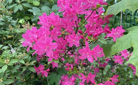 Blumen