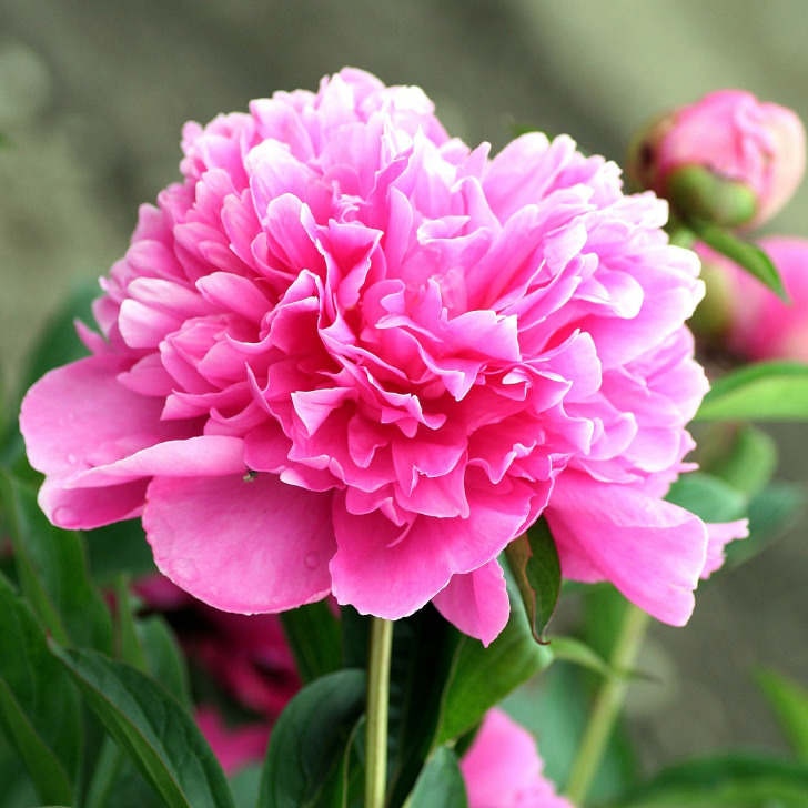 Blumenschmuck