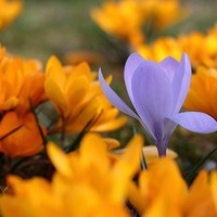 Blumen